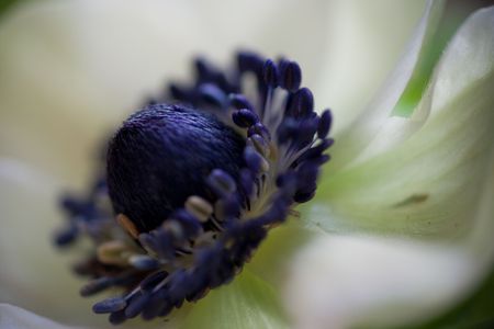 Closeup of an Anemoneの写真素材