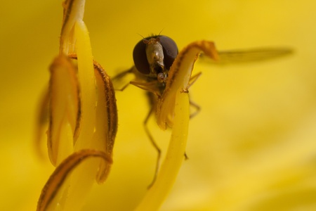 Hoverflyの写真素材
