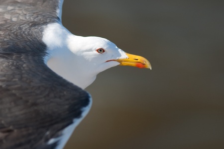 Lesser Black-backed Gull in flightの写真素材