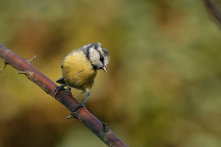 Great tit sitting on a branchの写真素材