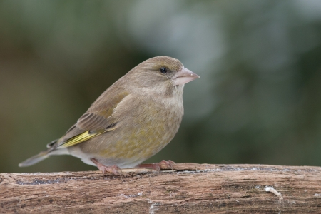 Greenfinch sitting on a branchの写真素材