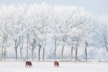 Two cows standing in the snowの写真素材