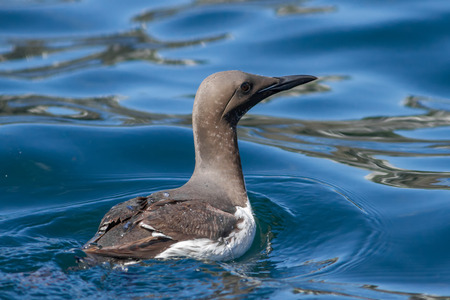 Guillemot swimming in the seaの写真素材