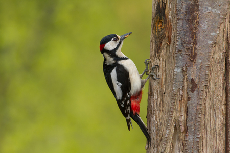 Great spotted woodpecker (Dendrocopos major) sitting on a treeの写真素材