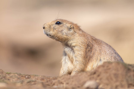 This little prairydog is watching to the left