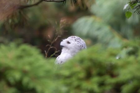 Snowy owl sitting between the green plantsの写真素材