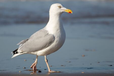 Gull walking on the beach or Texel, the Netherlandsの写真素材