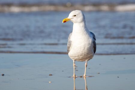 Gull on the beach or Texel, the Netherlandsの写真素材