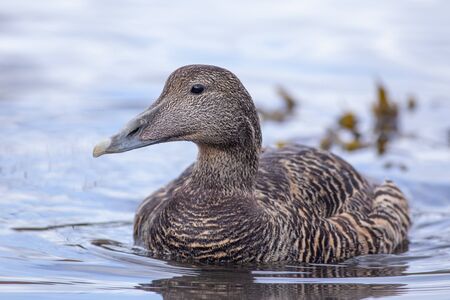 Close up of duck in the harbor of Seahousesの写真素材