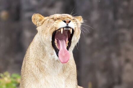 Lion with her mouth wide openの写真素材