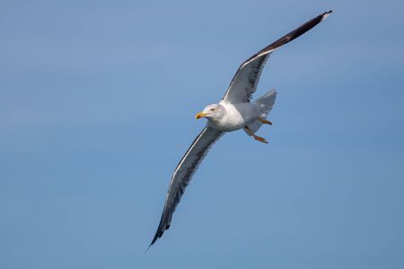 Gull flying on blue backgroundの写真素材