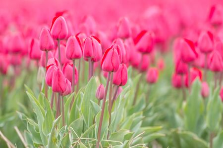 Many pink flowers together on a field in the Netherlandsの写真素材