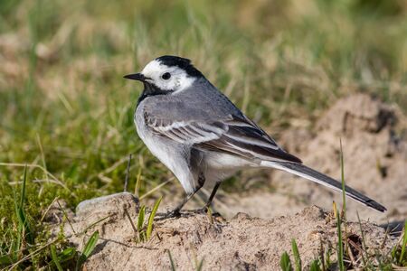 White wagtail standing on the sand with grass in the background. The color of the bird is black and whiteの写真素材