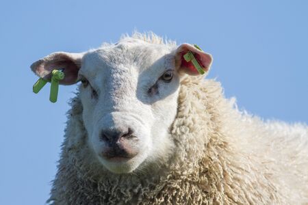 Detailed head of a sheep with  blue backgroundの写真素材