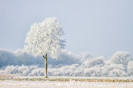 Tree with snow in a white environment in the winter.の写真素材