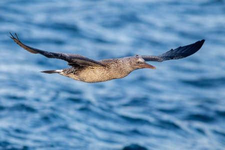 Young gannet flying above the blue North Sea in the Netherlands.の写真素材