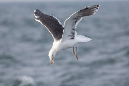 Great black-backed gull diving into the North Seaの写真素材