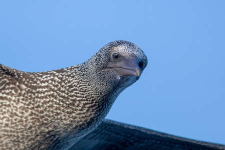 Detailed shot of a Gannet looking into the camera. Flying above the North Sea in the Netherlandsの写真素材
