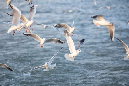 Large group of seagulls fly behind the boat and are looking for foodの写真素材