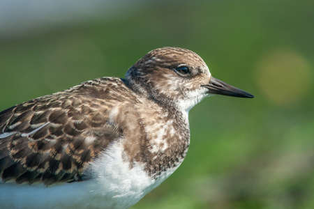 Close up of a turnstone bird with a green background taken in the Netherlandsの写真素材
