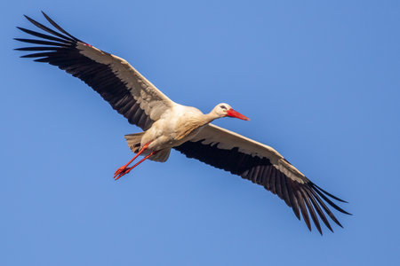 Stork trying to land on the nest with a blue sky background in the spring in the Netherlands.の写真素材