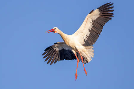 Stork trying to land on the nest with a blue sky background in the spring in the Netherlands.の写真素材