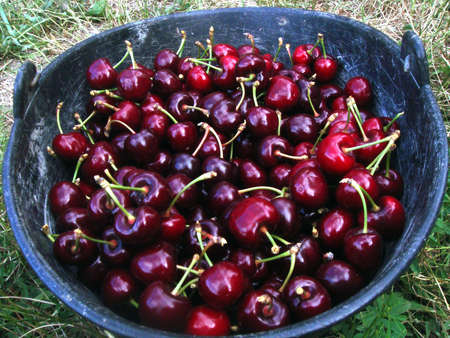 cherries in a bucket の写真素材
