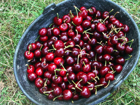 cherries in a bucketの写真素材