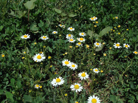 little white and yellow flowersの写真素材
