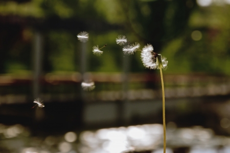 Flying parachutes from dandelionの写真素材