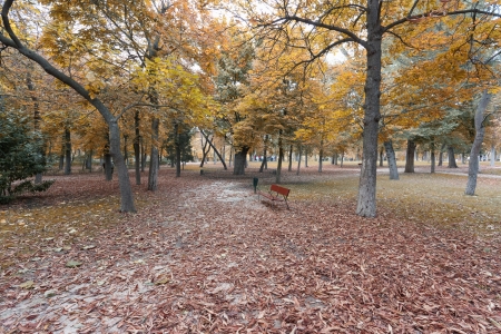 Autumn leaves on a parkの写真素材
