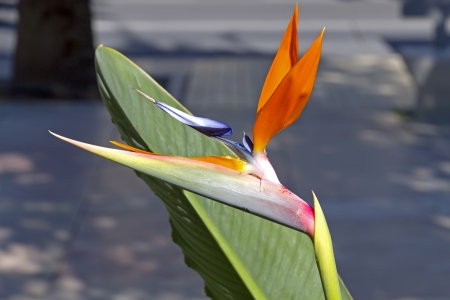 Bird of paradise flowerの写真素材