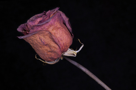 A dry red rose with black backgroundの写真素材