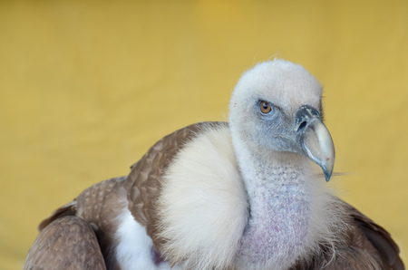 Portrait of a vulture in a medieval fairの写真素材