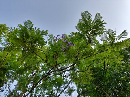 shades of leavesの写真素材