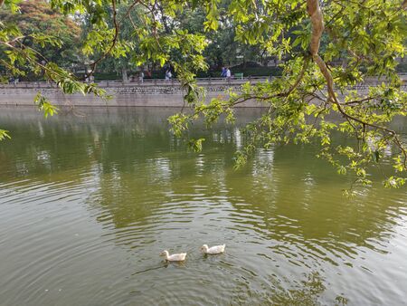 pair of duckの写真素材