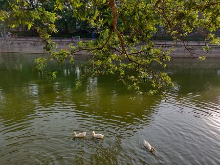 pair of ducksの写真素材