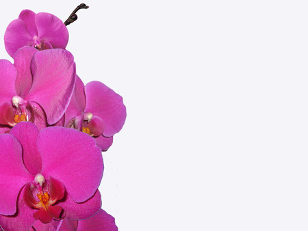 Orchidのイラスト素材