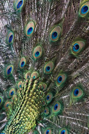 peacock featherの写真素材