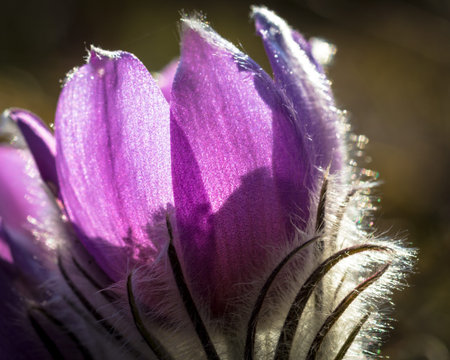 Greater Pasque Flower - Detail