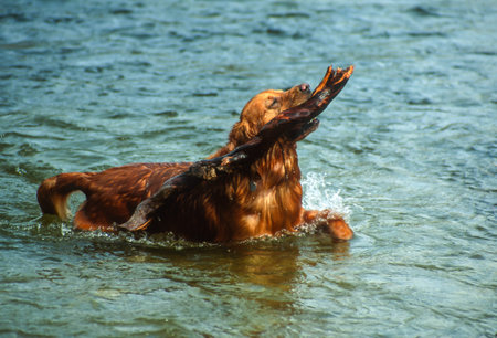 Big male golden retriever fetching a big tree root walking chest deep in a river. Bitterroot River,...