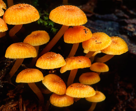 Close up macro landscape of tightly grouped small yellow and orange colored mushrooms. Very vivid...