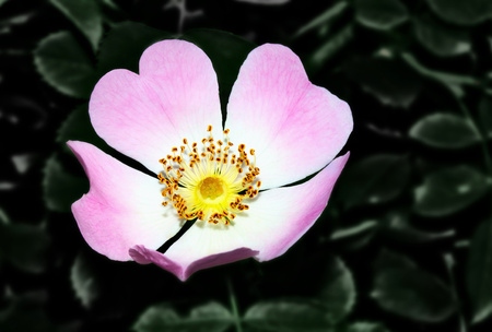 blooming wild dogrose on a dark green leaves backgroundの写真素材