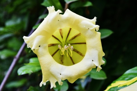 Yellow flowerの素材