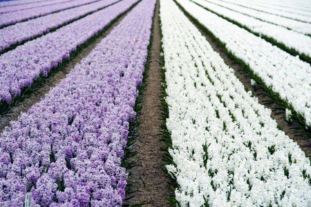Field of hyacinths in purple and whiteの写真素材
