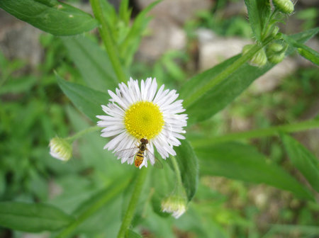 A bug on a flower