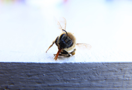 closeup of a dead bee with white backgroundの写真素材