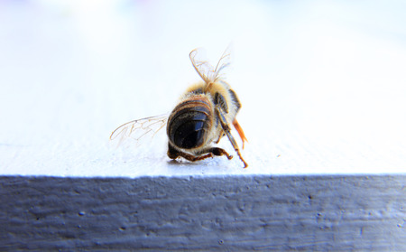closeup of a dead bee with white backgroundの写真素材