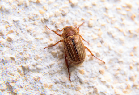closeup of one maybug on a white wall by daylightの写真素材