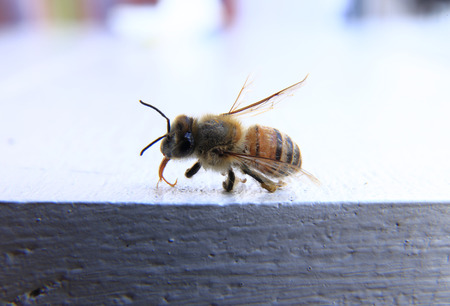 closeup of a dead bee with white backgroundの写真素材